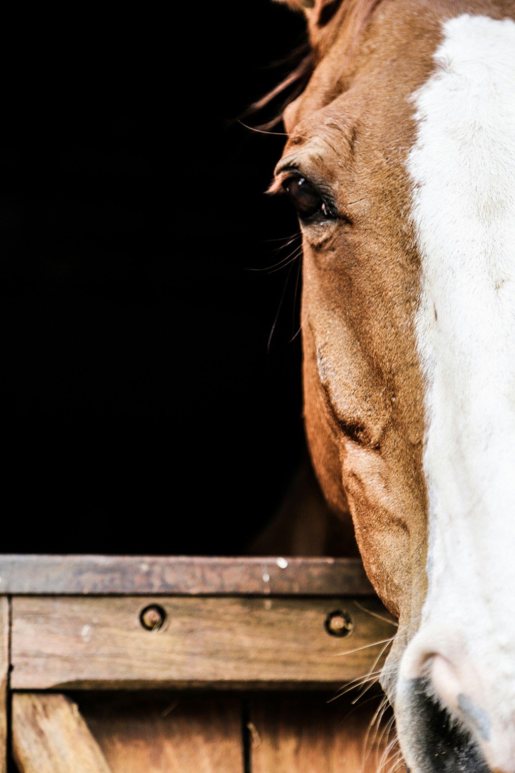 A horse looking over a wooden stable door