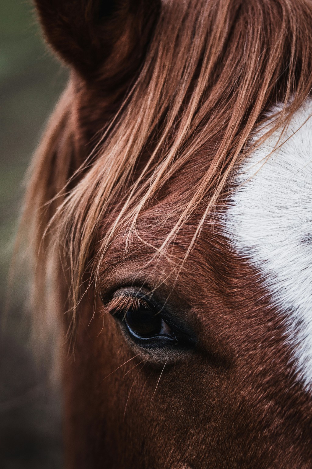 Close-up of a horse's face and markings